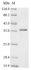 Bombyx mori nuclear polyhedrosis virus Polyhedrin (PH) Recombinant Protein, Bombyx mori nuclear polyhedrosis virus (BmNPV), E.coli, C-terminal 6xHis-tagged, 35.6 kDa, purity >≥ 95% as determined by SDS-PAGE.