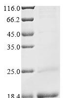 Human Double homeobox protein 4 (DUX4), partial Recombinant Protein - BioCrest Sci