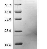 Hypocrea jecorina Hydrophobin-2 (hfb2) Recombinant Protein, N-10His - BioCrest Sci
