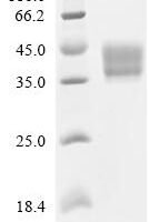 Mesocricetus auratus Programmed cell death 1 ligand 1 (Cd274), partial, Biotinylated Recombinant Protein - BioCrest Sci