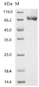 Human Killer cell immunoglobulin-like receptor 3DL3 (KIR3DL3), partial, Biotinylated Recombinant Protein, Homo sapiens (Human), Mammalian cell, C-terminal hFc-Avi-tagged, 62.9 kDa, purity >≥ 90% as determined by SDS-PAGE.