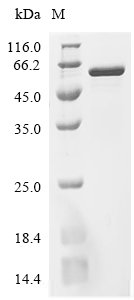 Escherichia coli Alanine--tRNA ligase (alaS), partial Recombinant Protein, Escherichia coli (strain K12), E.coli, C-terminal 6xHis-tagged, 56.8 kDa, purity >≥ 95% as determined by SDS-PAGE.≥ 95% as determined by SEC-HPLC.