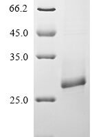 Salmonella typhimurium Probable csgAB operon transcriptional regulatory protein (csgD) Recombinant Protein - BioCrest Sci