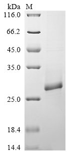 Salmonella typhimurium Probable csgAB operon transcriptional regulatory protein (csgD) Recombinant Protein, Salmonella typhimurium (strain LT2 / SGSC1412 / ATCC 700720), E.coli, N-terminal 6xHis-tagged, 28.9 kDa, purity >≥ 85% as determined by SDS-PAGE.