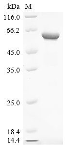 Blomia tropicalis Alpha-amylase Recombinant Protein, Blomia tropicalis (Mite), E.coli, C-terminal 6xHis-tagged, 62.1 kDa, purity >≥ 85% as determined by SDS-PAGE.