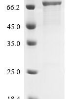 Human Flotillin-1 (FLOT1) Recombinant Protein, N-His-GST - BioCrest Sci