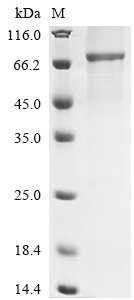 Human Flotillin-1 (FLOT1) Recombinant Protein, N-His-GST, Homo sapiens (Human), E.coli, N-terminal 6xHis-GST-tagged, 78.8 kDa, purity >≥ 85% as determined by SDS-PAGE.