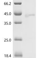 Mouse Protein Wnt-3a (Wnt3a) Recombinant Protein - BioCrest Sci
