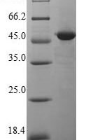 Mouse Epidermal growth factor-like protein 8 (Egfl8) Recombinant Protein - BioCrest Sci