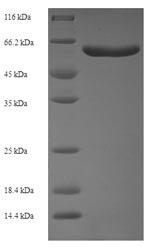 Human Syntaphilin (SNPH), partial Recombinant Protein, Homo sapiens (Human), E.coli, N-terminal 6xHis-SUMO-tagged, 62.0 kDa, purity >≥ 90% as determined by SDS-PAGE.