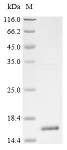 Mesocricetus auratus Interleukin-4 (Il4) Recombinant Protein, Mesocricetus auratus (Golden hamster), E.coli, N-terminal 6xHis-tagged and C-terminal Strep II-tagged, 16.3 kDa, purity >≥ 85% as determined by SDS-PAGE.