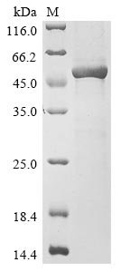 Human Alpha-1,3-mannosyl-glycoprotein 4-beta-N-acetylglucosaminyltransferase A (MGAT4A), partial Recombinant Protein, N-His, Homo sapiens (Human), E.coli, N-terminal 6xHis-tagged, 55.0 kDa, purity >≥ 85% as determined by SDS-PAGE.