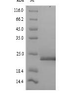 Arabidopsis thaliana FACT complex subunit SPT16 (SPT16), partial Recombinant Protein - BioCrest Sci
