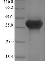 Dog Annexin A13 (ANXA13) Recombinant Protein, N-His, Full-Length - BioCrest Sci