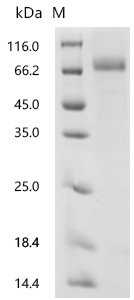 Human Follistatin (FST) Recombinant Protein, Homo sapiens (Human), Mammalian cell, C-terminal mFc2a-tagged, 60.9 kDa, purity >≥ 90% as determined by SDS-PAGE.
