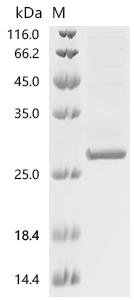 Human Tumor necrosis factor ligand superfamily member 13B (TNFSF13B), partial Recombinant Protein, Mammalian cell, N-terminal 10xHis-tagged, 23.5 kDa, purity >≥ 85% as determined by SDS-PAGE.