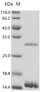 Human Myelin proteolipid protein (PLP1), partial Recombinant Protein, Homo sapiens (Human), E.coli, C-terminal 6xHis-tagged, 12.9 kDa, purity >≥ 85% as determined by SDS-PAGE.