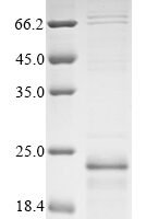Mouse Gap junction alpha-1 protein (Gja1), partial Recombinant Protein - BioCrest Sci