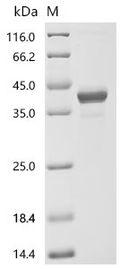 Human Inositol 1,4,5-trisphosphate receptor-interacting protein-like 1 (ITPRIPL1), partial Recombinant Protein, Homo sapiens (Human), Mammalian cell, C-terminal hFc1-tagged, 38.2 kDa, purity >≥ 90% as determined by SDS-PAGE.≥ 95% as determined by SEC-HPLC.