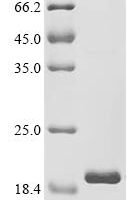 Human Mitochondrial import inner membrane translocase subunit Tim10 (TIMM10) Recombinant Protein - BioCrest Sci
