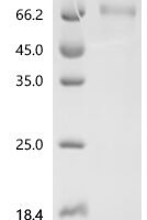 Human Transcriptional enhancer factor TEF-5 (TEAD3) Recombinant Protein - BioCrest Sci