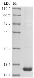 Mouse Scrapie-responsive protein 1 (Scrg1) Recombinant Protein, N-His, Mus musculus (Mouse), E.coli, N-terminal 6xHis-tagged, 15.0 kDa, purity >≥ 85% as determined by SDS-PAGE.