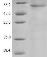 Cricetulus griseus Protein disulfide-isomerase (P4HB) Recombinant Protein - BioCrest Sci