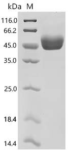 Mouse T-cell surface glycoprotein CD5 (Cd5), partial Recombinant Protein, Mus musculus (Mouse), Mammalian cell, C-terminal 10xHis-tagged, 39.3 kDa, purity >≥ 95% as determined by SDS-PAGE.