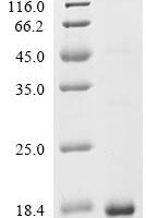 Prunus persica Peamaclein Recombinant Protein - BioCrest Sci