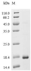 Prunus persica Peamaclein Recombinant Protein, Prunus persica (Peach) (Amygdalus persica), E.coli, C-terminal 6xHis-tagged, 13.8 kDa, purity >≥ 85% as determined by SDS-PAGE.