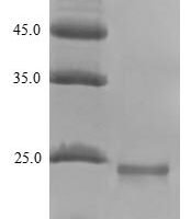 Hypocrea jecorina Class II hydrophobin 1 (hfb1) Recombinant Protein - BioCrest Sci