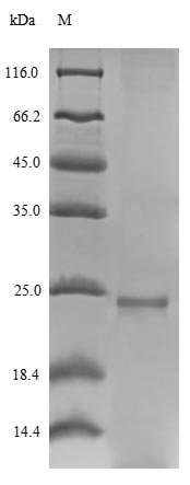 Hypocrea jecorina Class II hydrophobin 1 (hfb1) Recombinant Protein, Hypocrea jecorina (Trichoderma reesei), E.coli, N-terminal 6xHis-SUMO-tagged, 23.5 kDa, purity >≥ 90% as determined by SDS-PAGE.