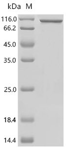 Mouse Heat shock protein HSP 90-alpha (Hsp90aa1) Recombinant Protein, Mus musculus (Mouse), E.coli, C-terminal 6xHis-Avi-tagged, 87.4 kDa, purity >≥ 90% as determined by SDS-PAGE.