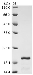 Human Ribonuclease 7 (RNASE7) Recombinant Protein, N-His, Homo sapiens (Human), E.coli, N-terminal 6xHis-tagged, 18.6 kDa, purity >≥ 85% as determined by SDS-PAGE.