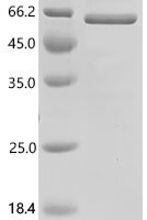 Mouse GA-binding protein alpha chain (Gabpa) Recombinant Protein, C-His - BioCrest Sci