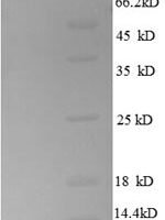 Escherichia coli 50S ribosomal protein L30 (rpmD) Recombinant Protein, N-His - BioCrest Sci