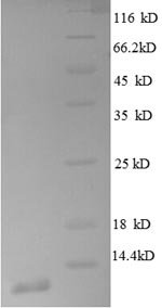 Escherichia coli 50S ribosomal protein L30 (rpmD) Recombinant Protein, N-His, Escherichia coli (strain K12), E.coli, N-terminal 6xHis-tagged, 10.5 kDa, purity >≥ 90% as determined by SDS-PAGE.