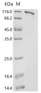 Human Endoplasmin (HSP90B1) Recombinant Protein, Homo sapiens (Human), E.coli, N-terminal 6xHis-tagged, 97.1 kDa, purity >≥ 85% as determined by SDS-PAGE.