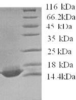 Human Apolipoprotein C-IV (APOC4) Recombinant Protein - BioCrest Sci