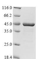 Mycobacterium bovis Diacylglycerol acyltransferase/mycolyltransferase Ag85A (fbpA) Recombinant Protein - BioCrest Sci