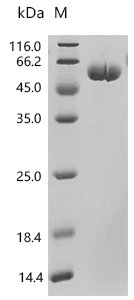 Macaca fascicularis Interleukin-6(IL6) Recombinant Protein, C-hFc1, Macaca fascicularis (Crab-eating macaque) (Cynomolgus monkey), Mammalian cell, C-terminal hFc1-tagged, 21.0 kDa, purity >≥ 95% as determined by SDS-PAGE.