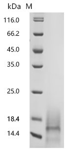 Mouse Gastric inhibitory polypeptide (Gip), partial Recombinant Protein, C-10His, Mus musculus (Mouse), Mammalian cell, C-terminal 10xHis-tagged, 8.9 kDa, purity >≥ 95% as determined by SDS-PAGE.
