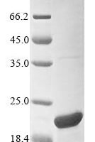 Mouse 5-hydroxyisourate hydrolase (Urah) Recombinant Protein - BioCrest Sci
