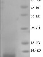 Escherichia coli 50S ribosomal protein L33 (rpmG), partial Recombinant Protein, N-His - BioCrest Sci