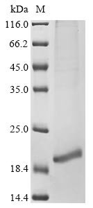 Human Neurotrophin-3 (NTF3) Recombinant Protein, N-10His/C-Myc, aa 139–257, Mammalian cell, Homo sapiens (Human), Mammalian cell, N-terminal 10xHis-tagged and C-terminal Myc-tagged, 18.7 kDa, purity >≥ 85% as determined by SDS-PAGE.