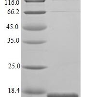 Mouse Endothelin-converting enzyme-like 1 (Ecel1), partial Recombinant Protein - BioCrest Sci
