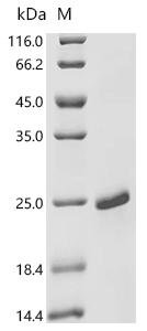 Human papillomavirus type 53 Protein E7 (E7) Recombinant Protein, Human papillomavirus type 53, E.coli, C-terminal 6xHis-tagged, 19.1 kDa, purity >≥ 95% as determined by SDS-PAGE.