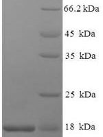 Dog Epididymal secretory protein E1 (NPC2) Recombinant Protein, N-His - BioCrest Sci