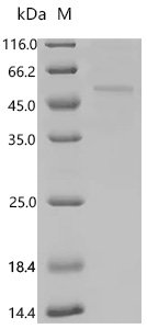 Human Interleukin-13 receptor subunit alpha-2 (IL13RA2), partial Recombinant Protein, Mammalian cell, C-terminal 10xHis-tagged, 43.6 kDa, purity >≥ 90% as determined by SDS-PAGE.