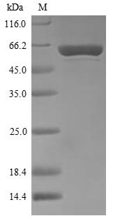 Thermus aquaticus DNA polymerase I, thermostable (polA), partial Recombinant Protein, N-His, aa 289–832, Yeast, Thermus aquaticus, Yeast, N-terminal 6xHis-tagged, 63.3 kDa, purity >≥ 90% as determined by SDS-PAGE.